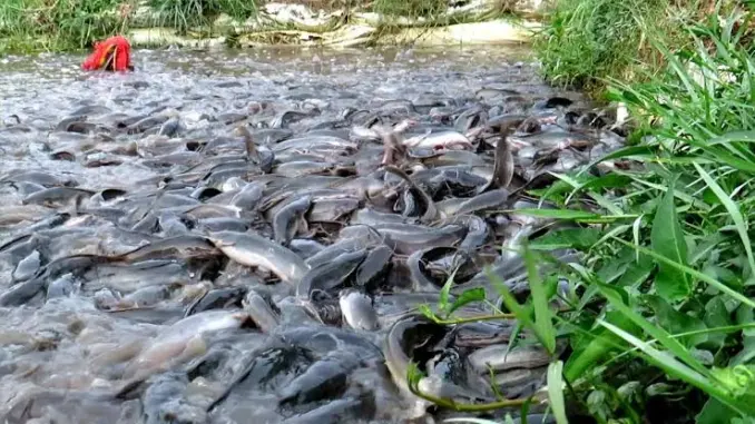Cost of Feeding 500 Catfish in Nigeria